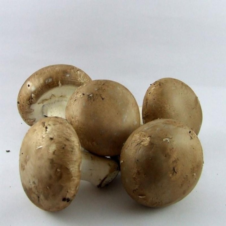 Champiñon Portobello ecologico