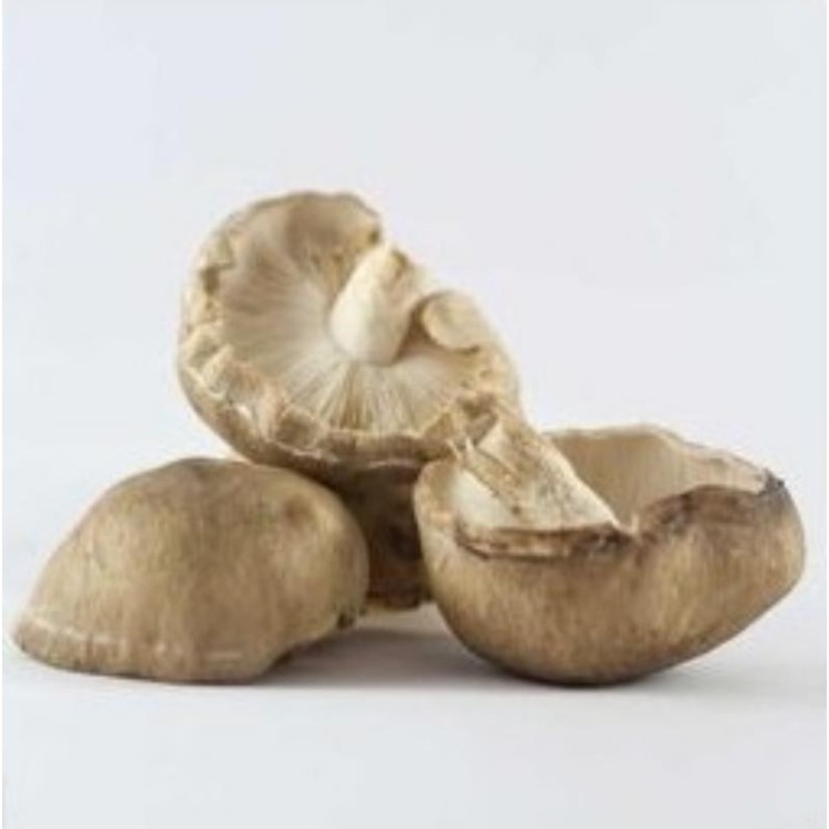 Seta shiitake ecologica