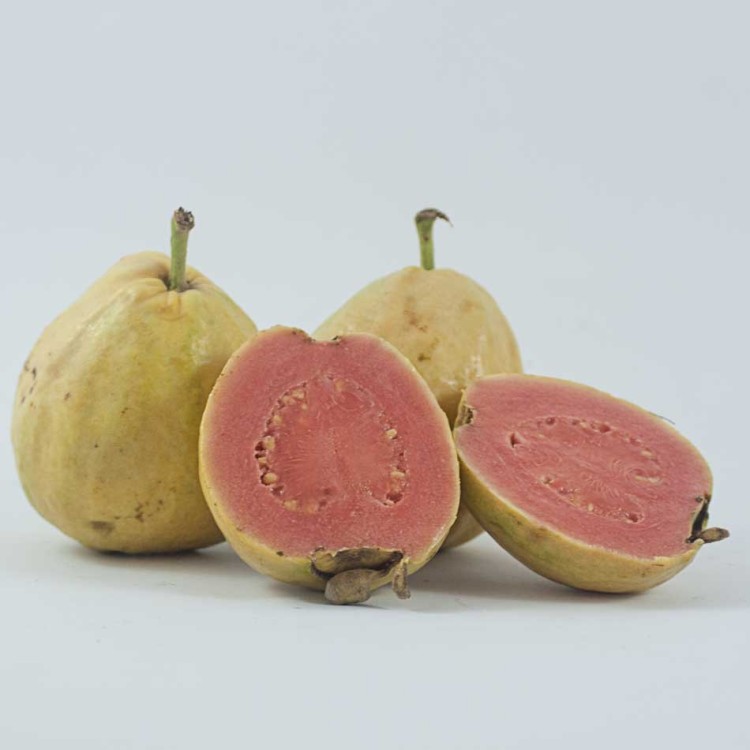 Guayaba ecologica