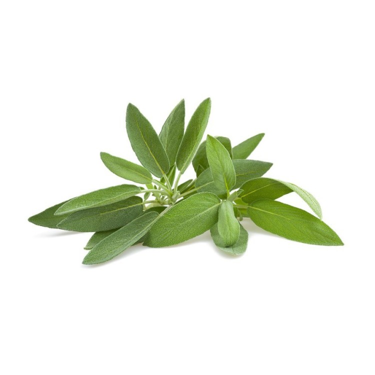Salvia fresca ecologica 50g
