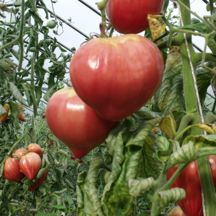 Tomate TRADICIONAL corazon de toro ecologico