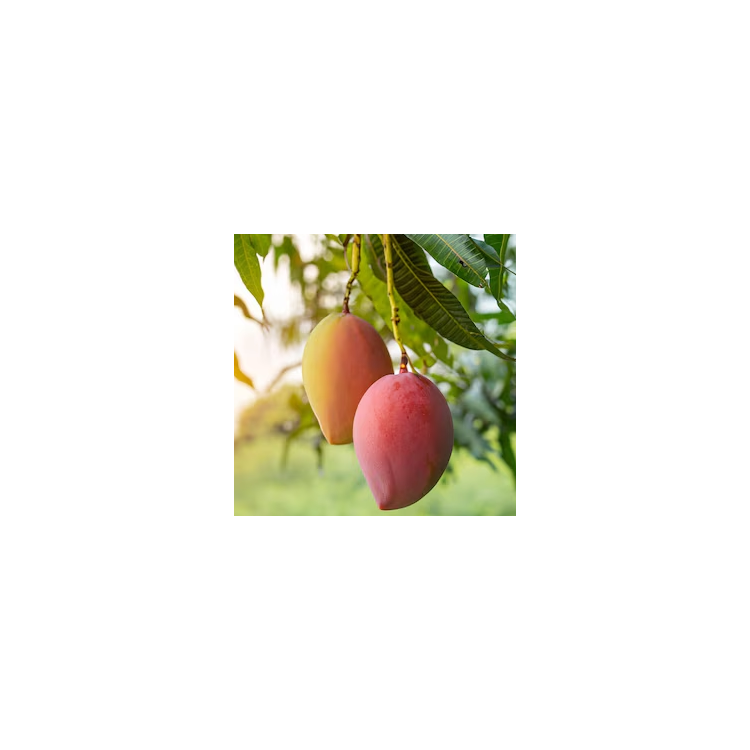 Mango Irwin madurado en arbol ecologico